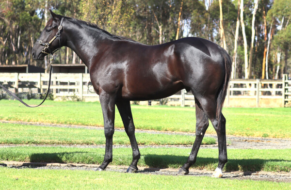 Lot 796: Hanseatic / Celsius