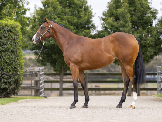 Lot 26: Spirit of Boom / Elderflower