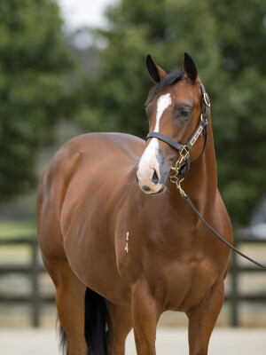 Lot 26: Spirit of Boom / Elderflower