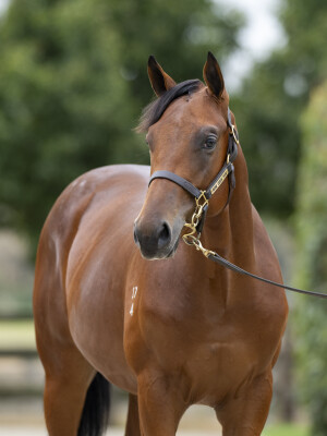 Lot 260: Toronado (IRE) / Personalised