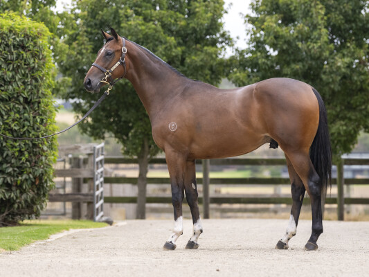 Lot 345: Ghaiyyath (IRE) / Six Bells