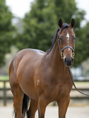 Lot 345: Ghaiyyath (IRE) / Six Bells