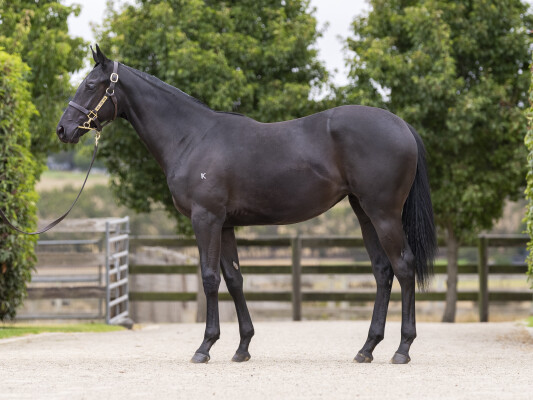 Lot 474: Capitalist / Anna Cecelia