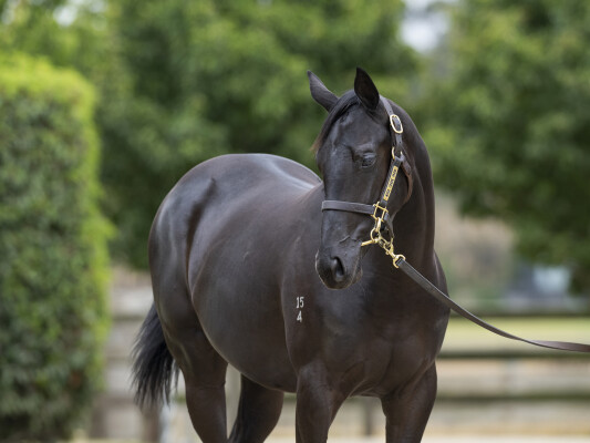 Lot 474: Capitalist / Anna Cecelia