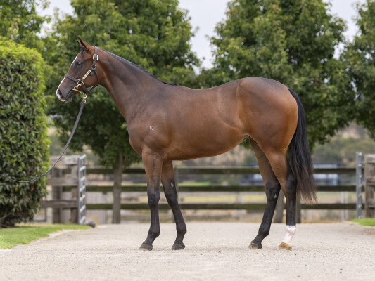 Lot 488: Toronado (IRE) / Ascertain (USA)