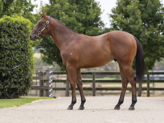 Lot 520: Star Turn / Blessed