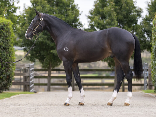 Lot 605: Diatonic (JPN) / Fortune Seeker