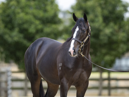 Lot 605: Diatonic (JPN) / Fortune Seeker