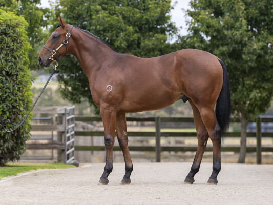 Lot 623: Pierata / Heavan