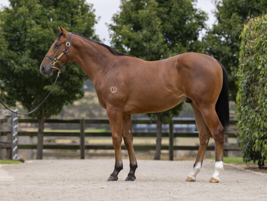 Lot 669: Tagaloa / Murasaki (GB)