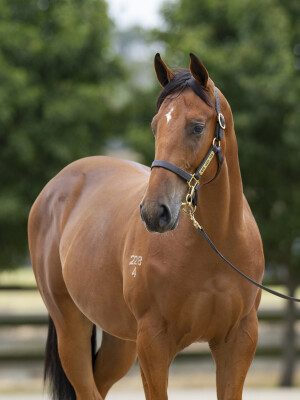 Lot 669: Tagaloa / Murasaki (GB)