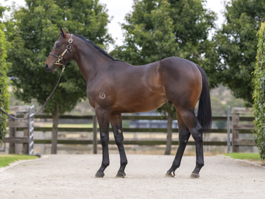 Lot 712: Pierata / Single Note