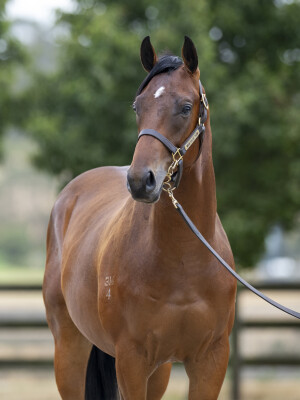 Lot 718: Diatonic (JPN) / So Serene