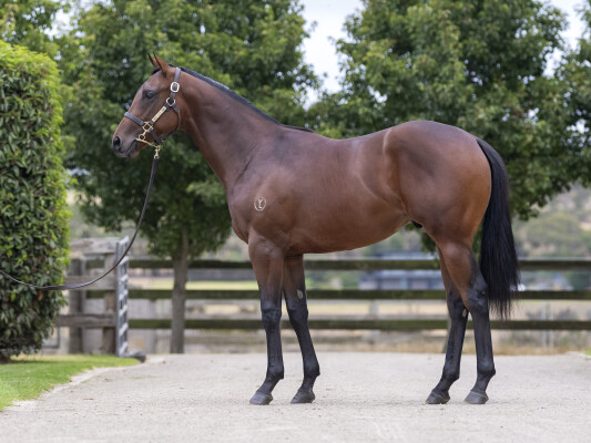 Lot 730: Pierata / Sweet Sixteen