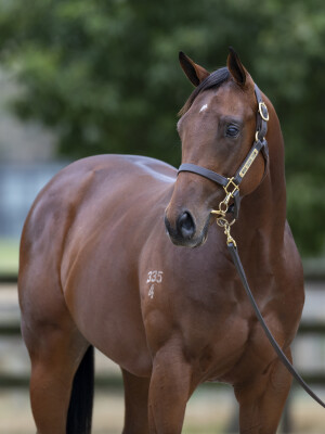 Lot 730: Pierata / Sweet Sixteen