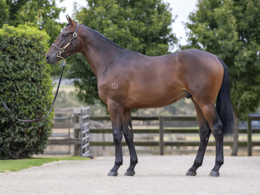Lot 732: Tagaloa / Sweet Whisper (IRE)
