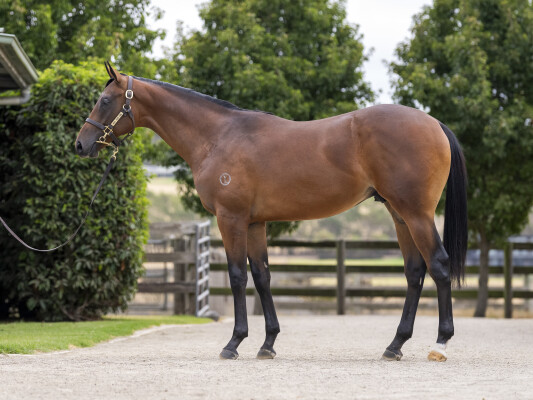 Lot 762: Grunt (NZ) / Zakelina (NZ)