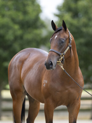 Lot 762: Grunt (NZ) / Zakelina (NZ)