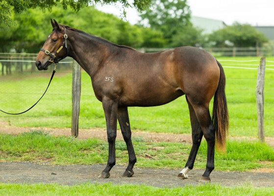 Lot 687: Hanseatic / Prism