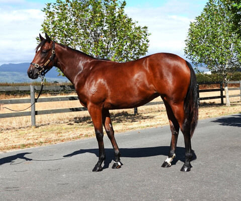 Lot 113: Home Affairs / Hurtle Myrtle