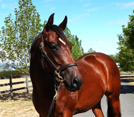 Lot 113: Home Affairs / Hurtle Myrtle