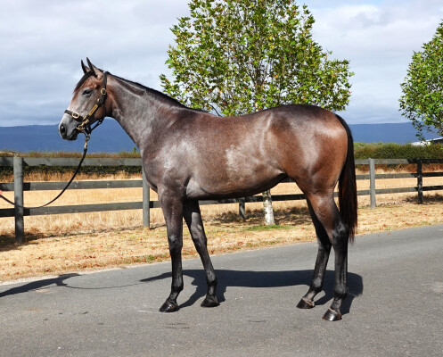Lot 120: Wootton Bassett (GB) / In Her Honour (ARG)
