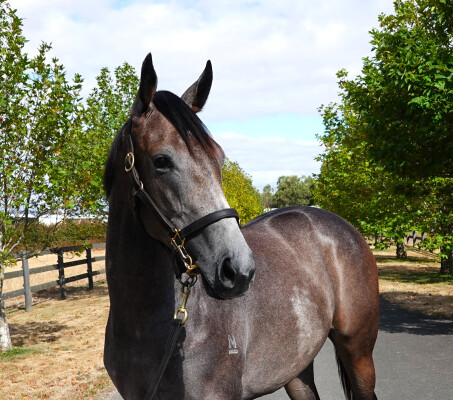 Lot 120: Wootton Bassett (GB) / In Her Honour (ARG)
