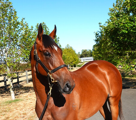 Lot 252: Farnan / Parting Wish