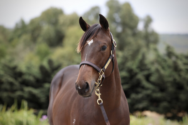 Lot 45: Rubick / Excelsior Island