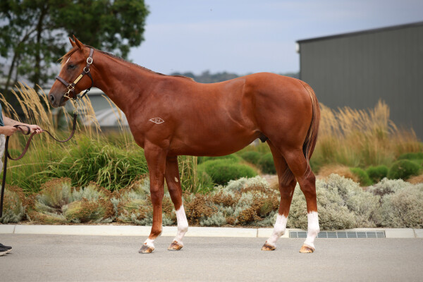 Lot 67: Toronado (IRE) / Foxpack