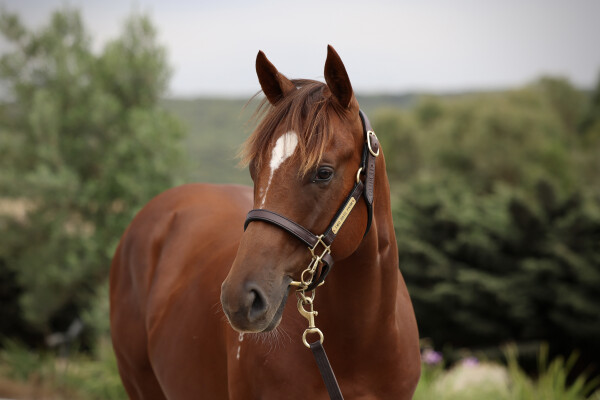Lot 67: Toronado (IRE) / Foxpack
