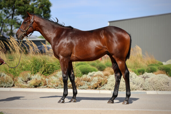 Lot 173: Pierata / Loiret