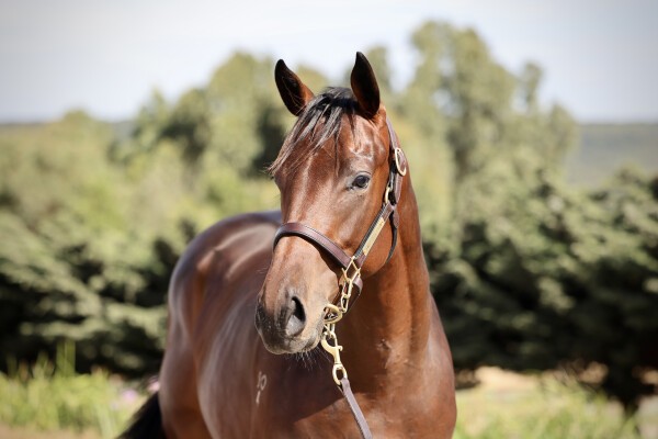 Lot 173: Pierata / Loiret