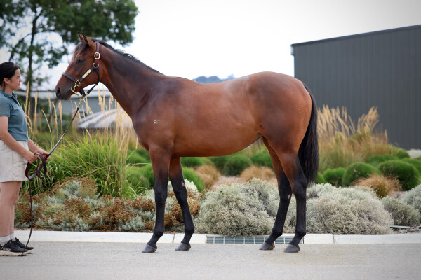 Lot 174: Toronado (IRE) / Lonoree