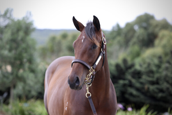 Lot 174: Toronado (IRE) / Lonoree