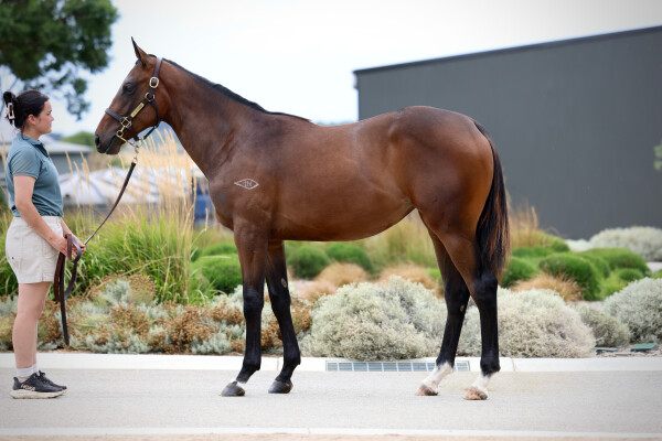 Lot 238: Zoustar / Nudge