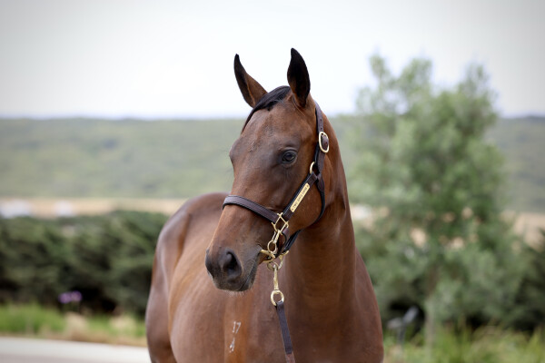 Lot 238: Zoustar / Nudge