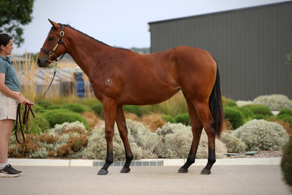 Lot 246: Street Boss (USA) / Orizaba