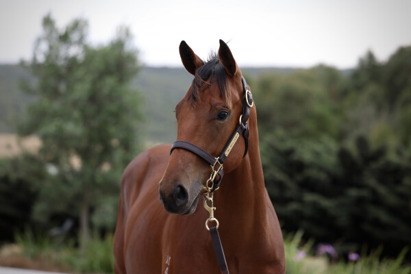 Lot 246: Street Boss (USA) / Orizaba