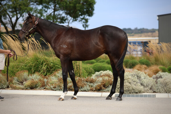 Lot 268: Shamus Award / Platinum Mam'selle