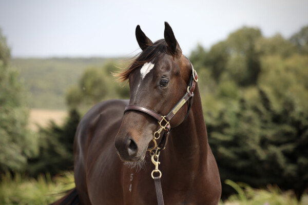 Lot 268: Shamus Award / Platinum Mam'selle