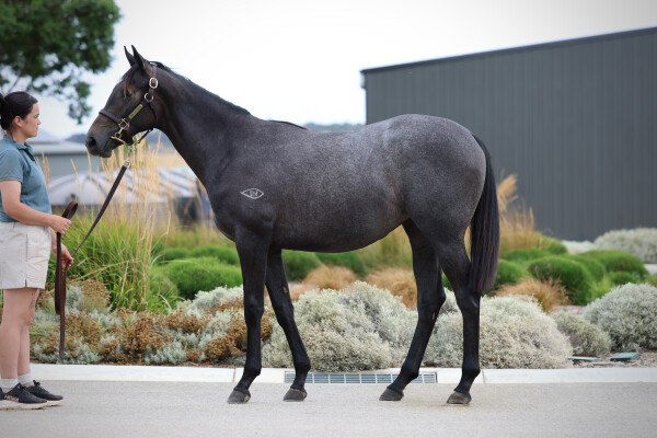 Lot 335: Pinatubo (IRE) / Shrouded in Mist