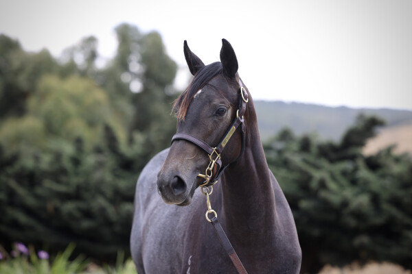 Lot 335: Pinatubo (IRE) / Shrouded in Mist