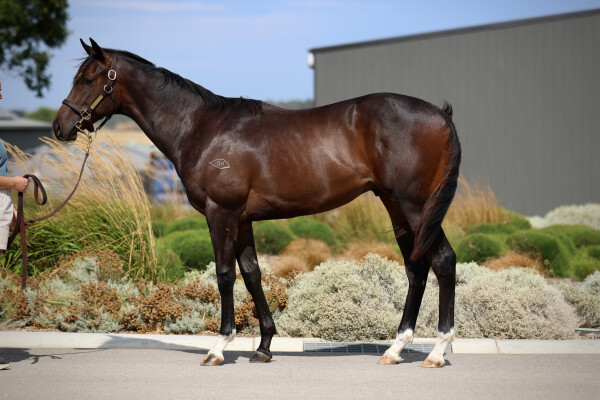 Lot 360: Toronado (IRE) / Spin Me a Kiss (USA)