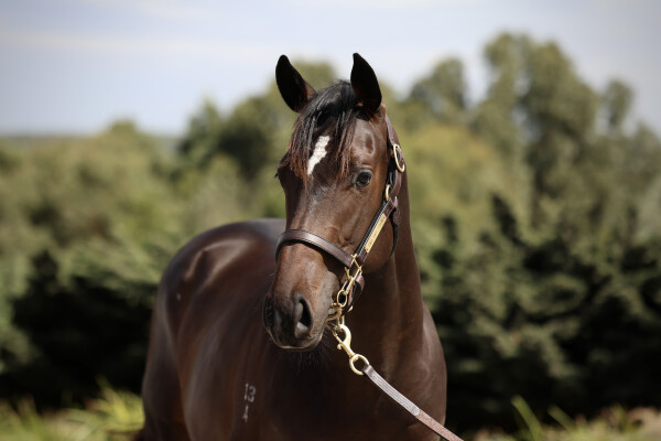 Lot 360: Toronado (IRE) / Spin Me a Kiss (USA)