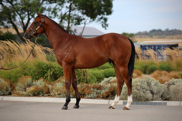 Lot 452: Home Affairs / Zero Sum Game