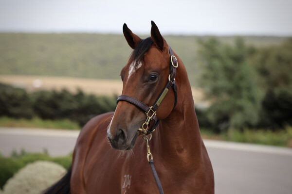 Lot 452: Home Affairs / Zero Sum Game