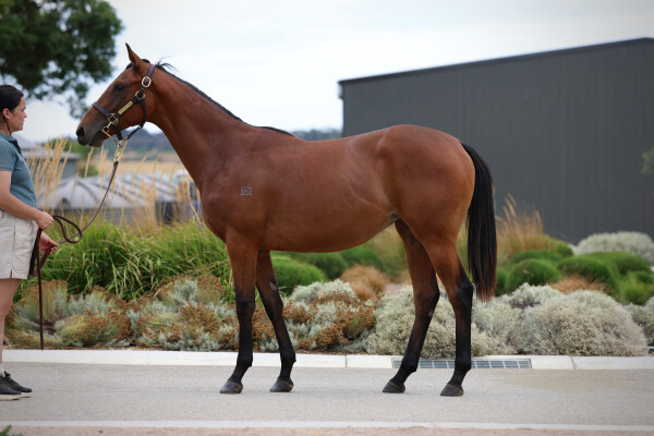 Lot 482: King's Legacy / Arctic Ice
