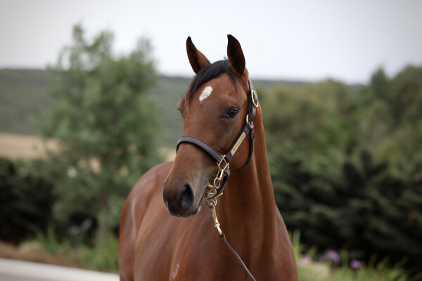 Lot 482: King's Legacy / Arctic Ice