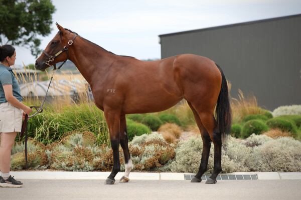 Lot 501: Toronado (IRE) / Beirut